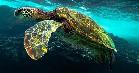 The Biggest Turtle In The World - Fascinating Facts You Didn't Know ...