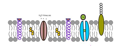 Osmosis Cell Diagram