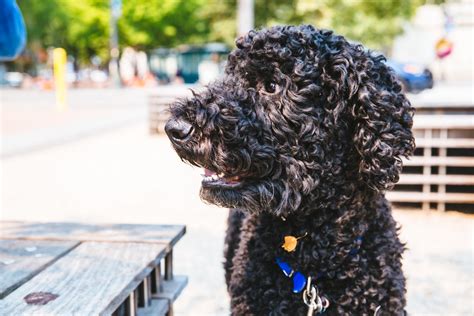 RUFFined Spotlight: Harper the Poodle | Seattle Refined