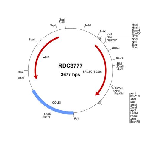 R Human Fructosamine Kinase Np Versaclone Cdna G