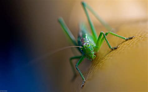 Download wallpaper 2560x1600 grasshopper, cricket, insect, macro