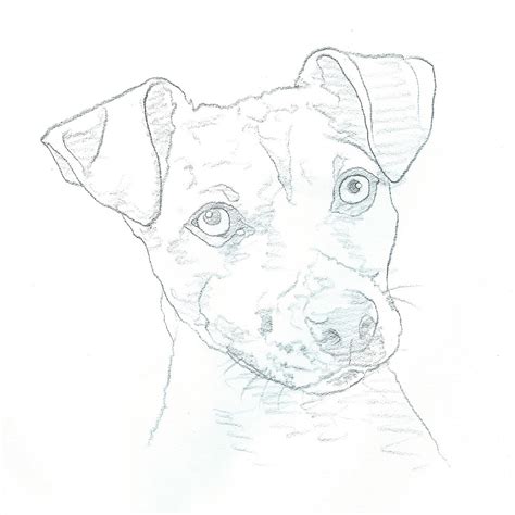 Jack Russell Terrier Drawing At Getdrawings Free Download