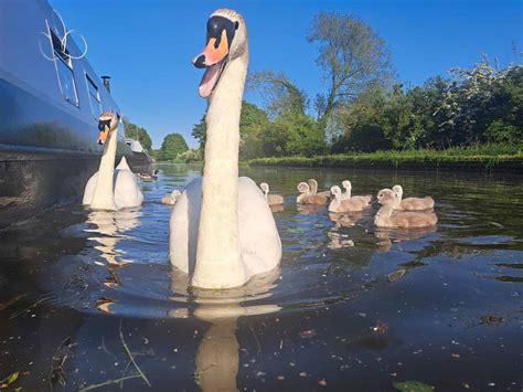 Best Spring Canal Boat Holidays In England And Wales Anglo Welsh Ltd