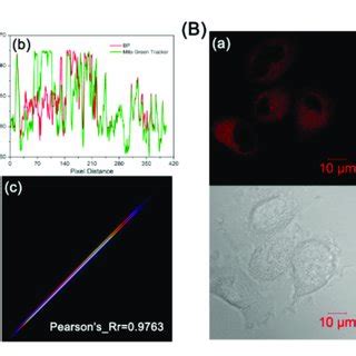 Colocalization Experiments Of Bp And Mitotracker Green Fm In Hela Cells