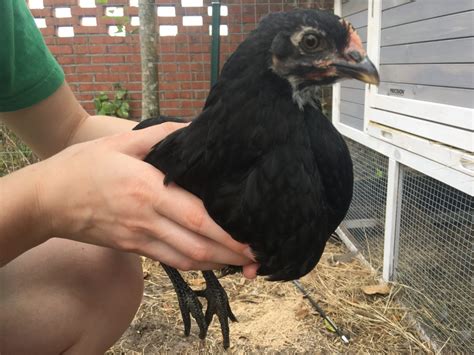 Jersey Giant Sexing Backyard Chickens Learn How To Raise Chickens