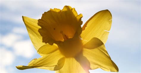 Free stock photo of daffodil, daffodils, spring