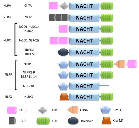 Nod Like Receptor Inhibitors Nod Like Receptor Signaling Pathway Boc