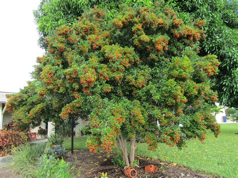 Bahama Strongbark Tree The Perfect Addition To Any Garden Simply