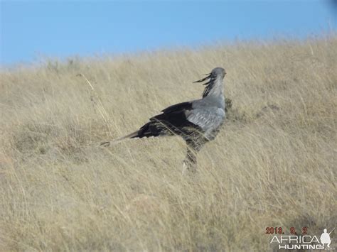 Secretary bird | AfricaHunting.com