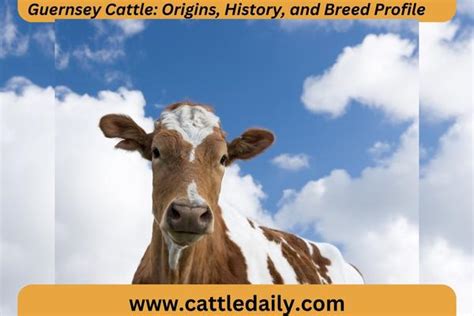 Guernsey Cattle: Origins, History, and Breed Profile - Cattle Daily