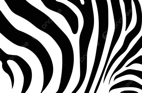 Wild Zebra Skin Abstract Background In Classic Black And White Colors Vector Skin Mammal