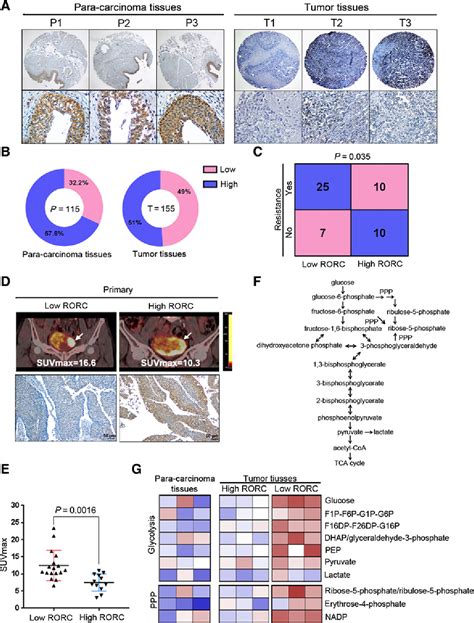 Figure From Retinoic Acid Related Orphan Receptor C Regulates