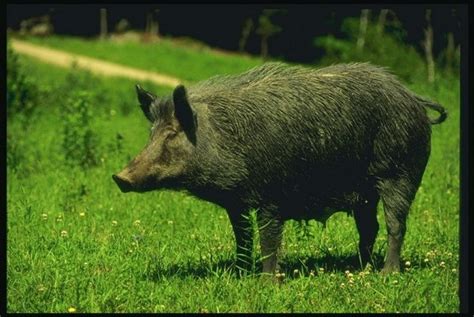 Babi Hutan Resahkan Petani Jagung