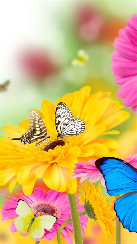 Butterfly Wallpaper Kolpaper Awesome Free Hd Wallpapers