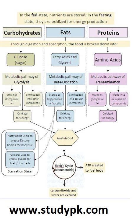 What Is The Main Difference Between Carbohydrates And Fats - Infoupdate.org