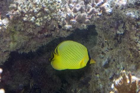 Latticed butterflyfish - Facts, Diet, Habitat & Pictures on Animalia.bio