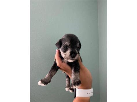 8 Miniature schnauzer puppies available San Luis Obispo - Puppies for ...