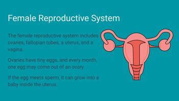 Grade 5 Puberty Reproductive Systems By Get Smrt TPT