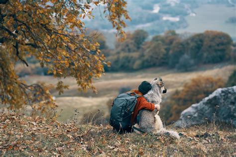 Randonn E Avec Son Chien Des Aventures Complices En Pleine Nature