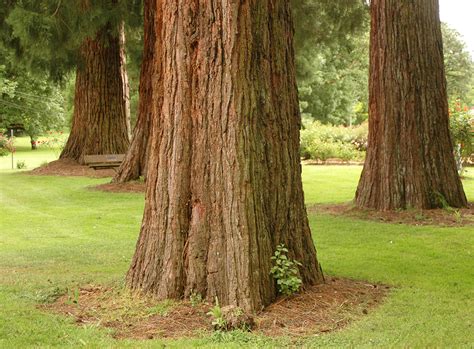 Sequoiadendron Giganteum Landscape Plants Oregon State University