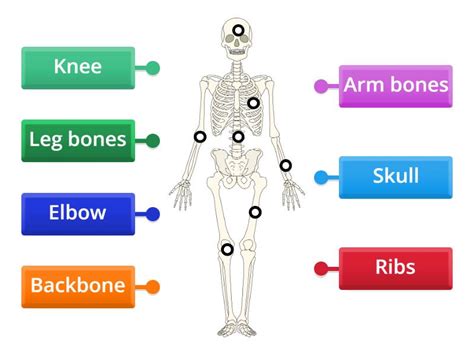 Human Skeleton Labelled Diagram