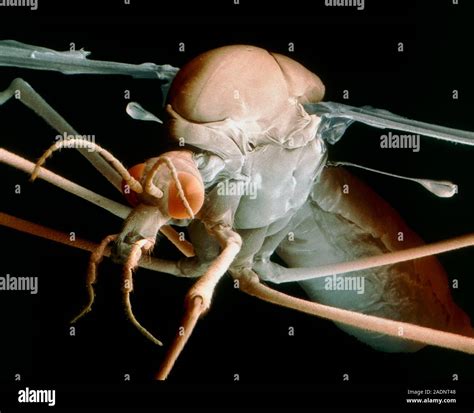 Crane Fly Coloured Scanning Electron Micrograph Sem Of A Female