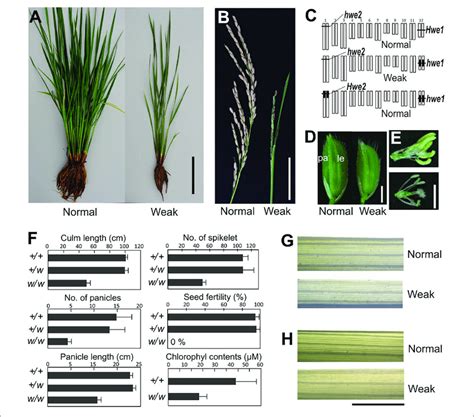 Morphology Of Weak Plants A Plant Morphology At Vegetative Stage