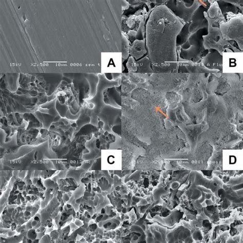 Photomicrographs Of The Ceramic Surfaces As Seen Using A Scanning Download Scientific Diagram