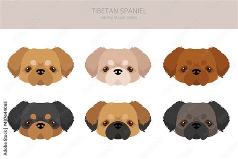 Tibetan spaniel clipart. Different poses, coat colors set Stock Vector ...