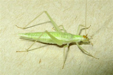 Snowy Tree Cricket Oecanthus Fultoni Bugguide