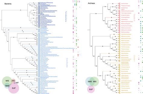 Taxonomic Distribution Of The Five Different Fes Cluster Biogenesis