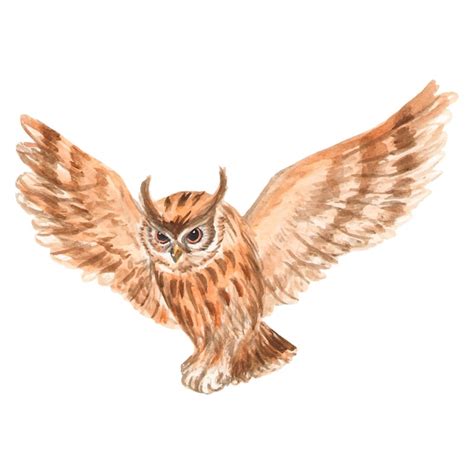 Premium Vector Watercolor Owl On A White Background