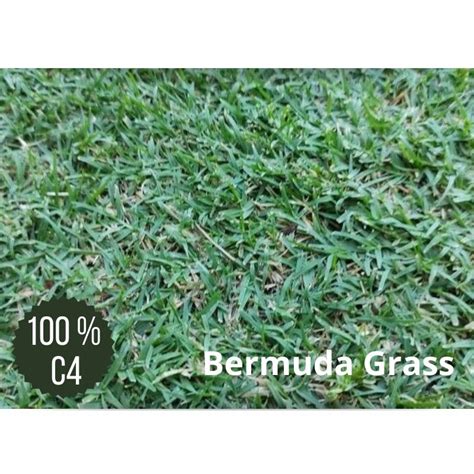 Cynodon Dactylon Commun Bermuda Grass Pelouse R Sistante