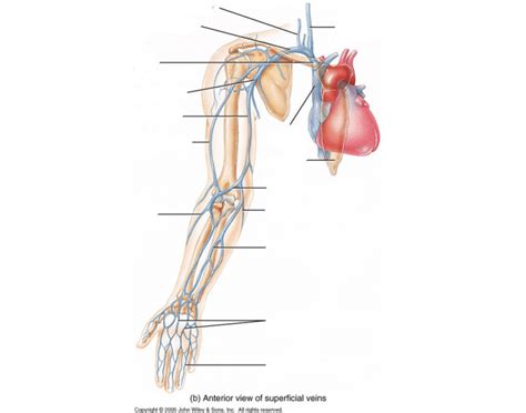 Anterior View Of Superficial Veins Diagram Quizlet