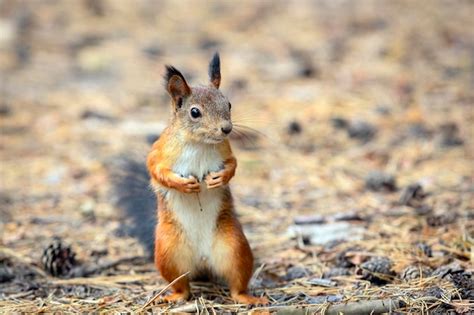 Premium Photo | Funny squirrel in the autumn forest...