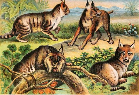 Illustrations of animal. stock illustration. Illustration of painted ...