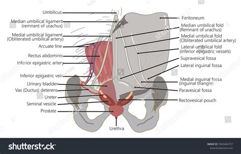 Median Umbilical Ligamentthe Peritoneum Peritoneal Cavity Stock ...