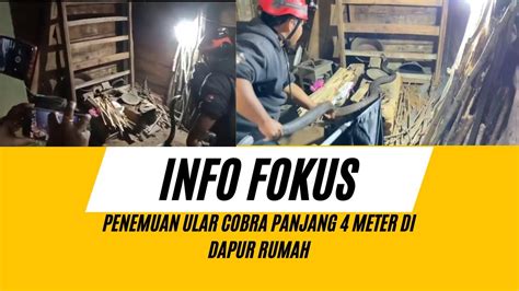 WARGA KEMBALI GENTAR SETELAH PENEMUAN ULAR COBRA BERBISA DAPUR RUMAH