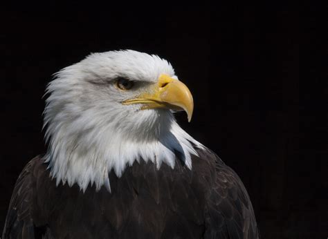 Free Images Wing Wildlife Zoo Beak Usa Freedom Fauna Raptor