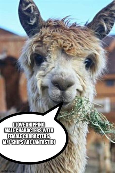 Even Llamas Love Mf Ships Imgflip