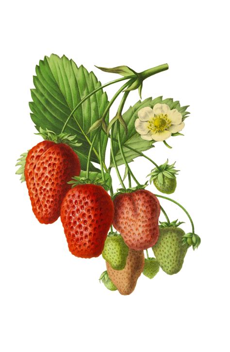 Vintage Strawberries Fruit Free Stock Photo - Public Domain Pictures