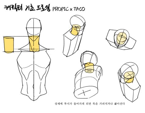 타코작가 On Twitter 해부학 예술 캐릭터 드로잉 드로잉 강좌