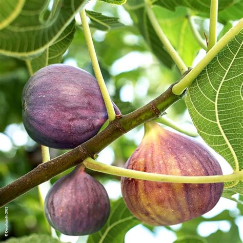 Figuier Ficus Carica Figue Noire D Co Du Jardin Reims