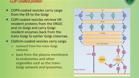 Lecture Protein Sorting Golgi Apparatus Youtube