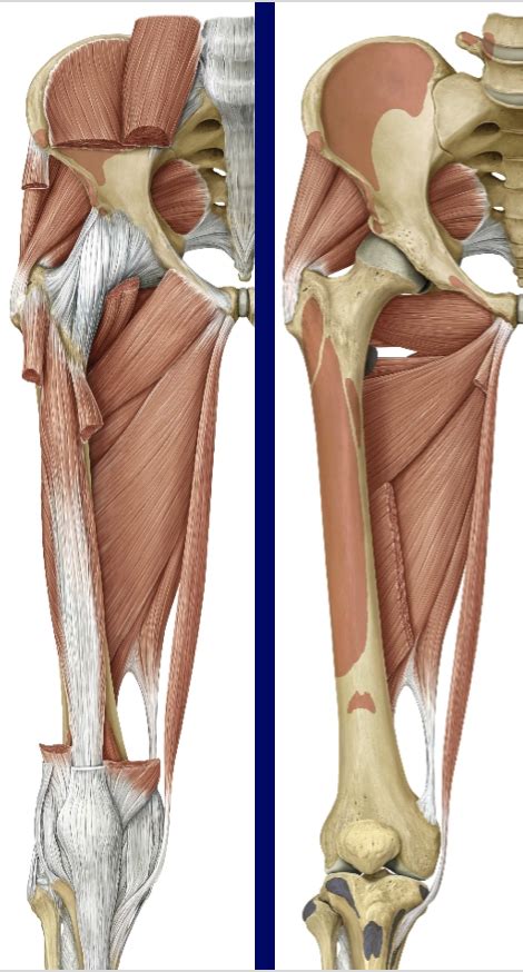 Medial Thigh Adductor Compartment Diagram Quizlet