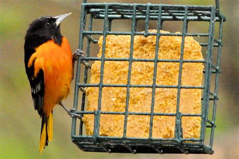 Oriole Bird Food Recipe - banana-breads.com