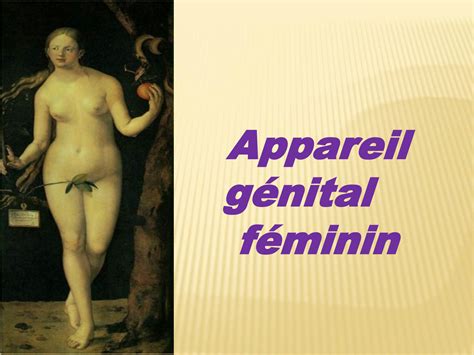 SOLUTION Anatomie de l appareil génital féminin Studypool