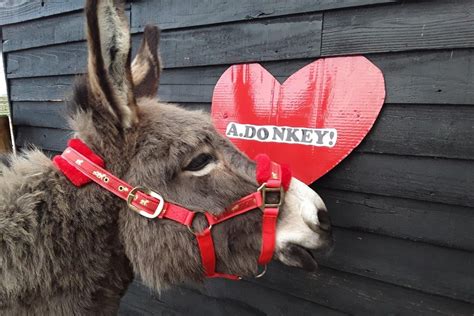 Two new donkeys welcomed to Hayling Island Donkey Sanctuary as supporters encouraged to buy ...