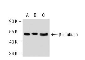 Anti Tubulin Antibody F G Scbt Santa Cruz Biotechnology