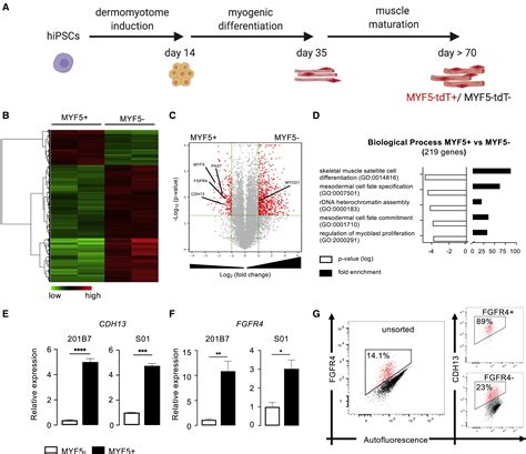 Characterization Of HiPSC Derived Muscle Progenitors Reveals